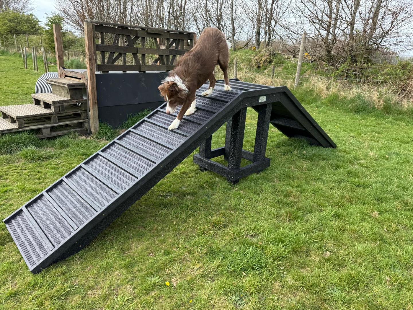 dog training ramp