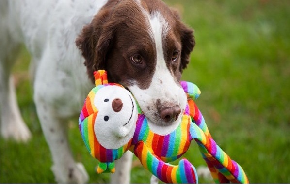 dog runs off after prey